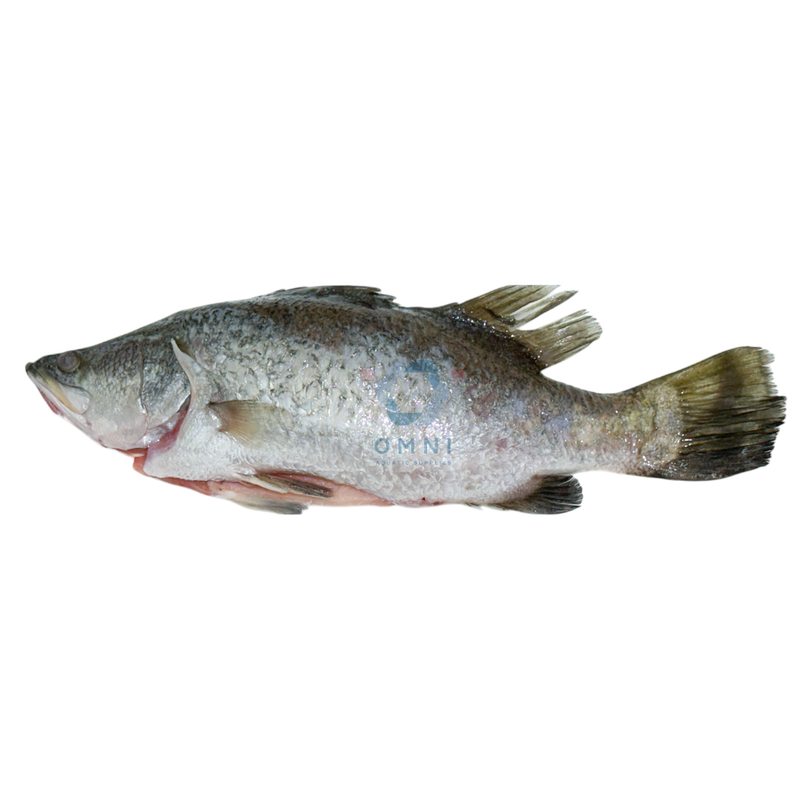 CHILLED SEABASS, BARRAMUNDI WHOLE (CLEANED & GUTTED) 金目鲈整条 -  [700 - 800GM/PCS ]
