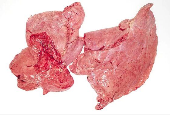 BEEF LUNG BLOCK 牛肺 - APPROX 1KG/BLOCK