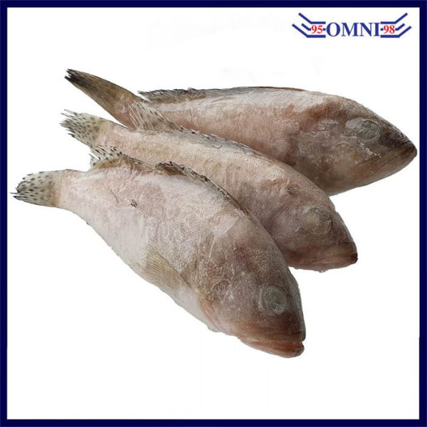 MINI GROUPER FISH (CLEANED AND GUTTED) 小石斑鱼 (APPROX 1KG/PKT, 8 - 10PCS/KG)