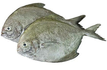 BLACK POMFRET FISH 黑鲳鱼 - 1KG/PKT