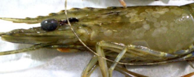 PRAWN HEAD 虾头 (2KG/PKT)